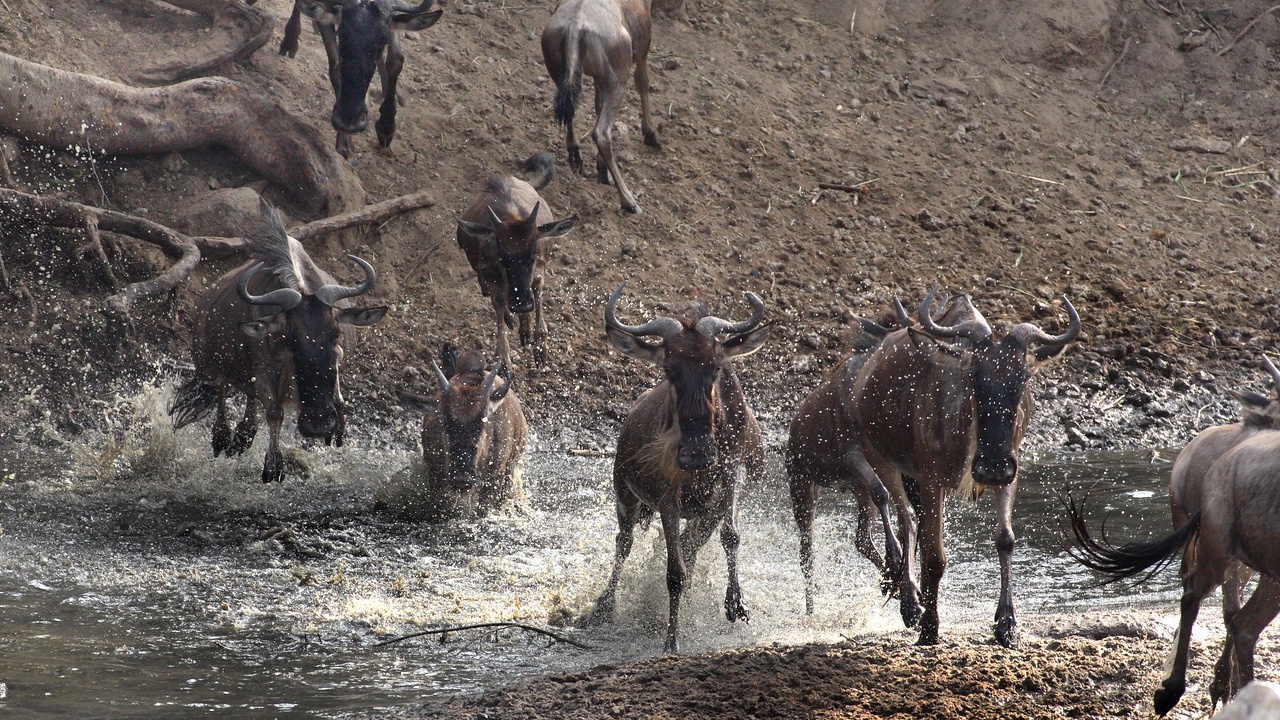 Great Migration wildebeest crossing the Mara River