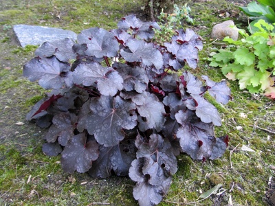 Heuchera (Coral Bells)