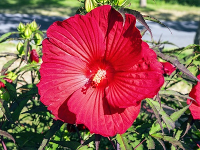 Hibiscus