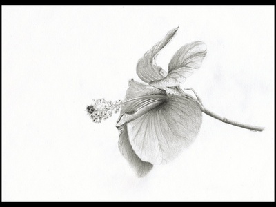 Hibiscus rosa-sinensis (garden hibiscus)