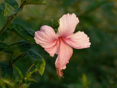 Hibiscus (Tropical Pink)