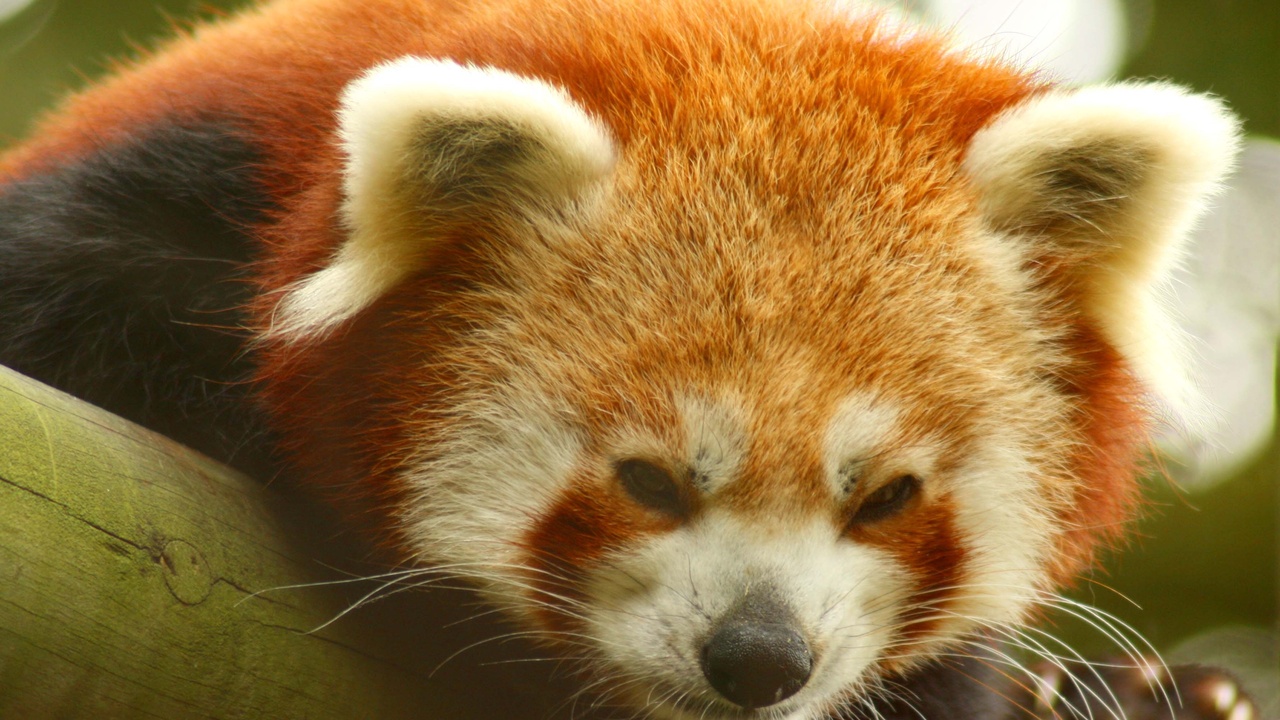 Snow-clad Himalayan ridgeline with grazing mountain mammals and alpine vegetation