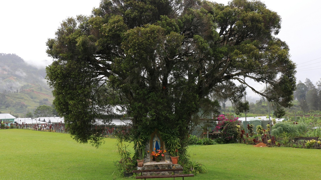 Logged tropical hardwood and artisanal sawmill in Guinea