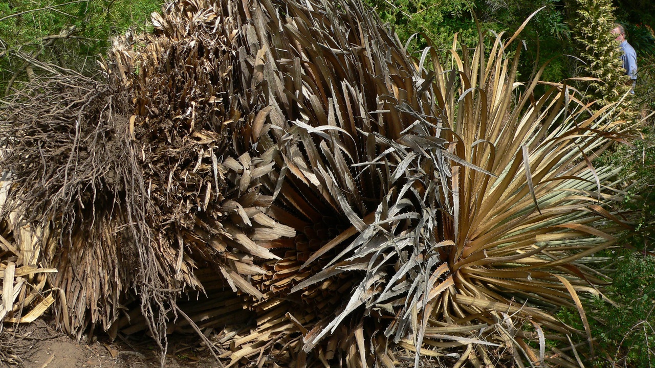 High‑Andean plants on a puna slope: Puya, Polylepis and yareta in a high‑elevation landscape