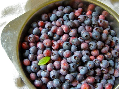 Highbush blueberry (cultivated)