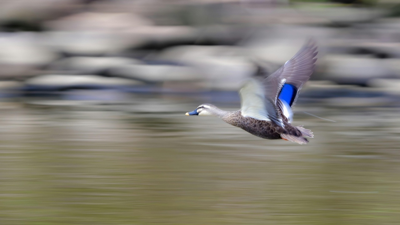 Blue-winged goose and highland wetland in Ethiopia