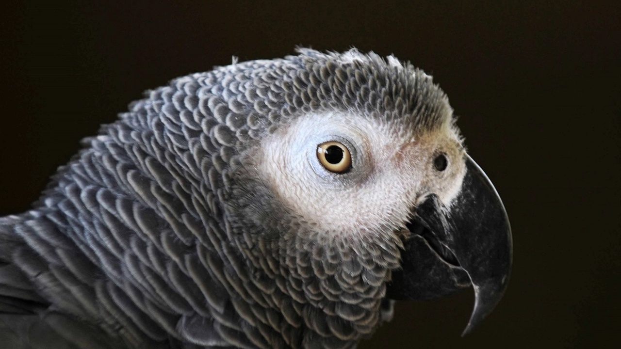 Portraits of African grey, yellow‑naped amazon, and male and female eclectus showing vocal and sexual dimorphism traits
