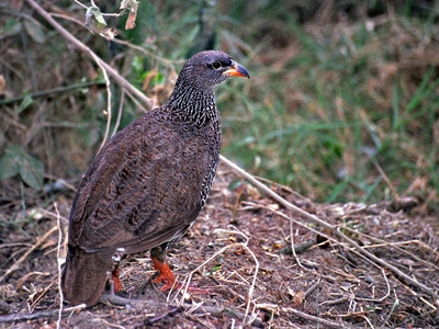 Hildebrandt's francolin