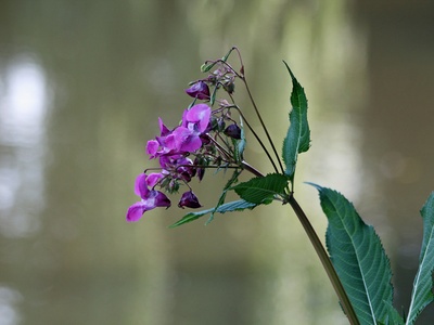 Himalayan balsam