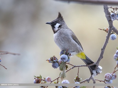Himalayan Bulbul