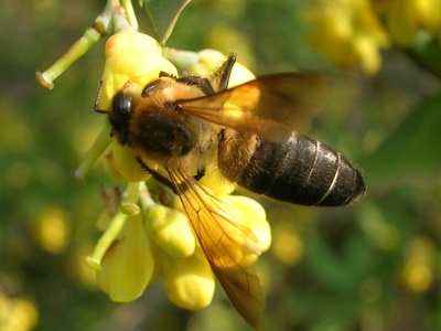 Himalayan honey bee