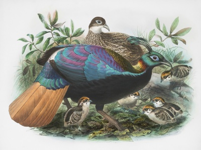 Himalayan monal