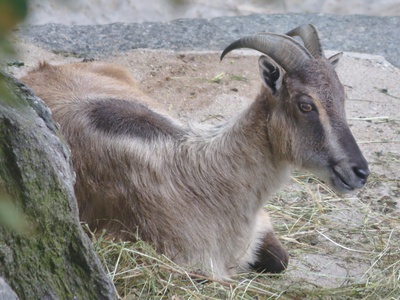 Himalayan tahr