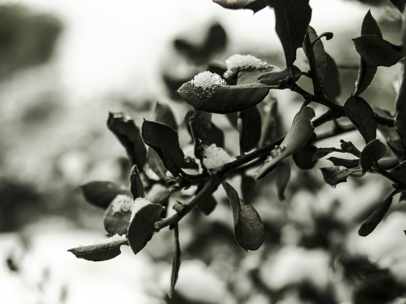 Spain's Native Plants - Flora Fauna Fun