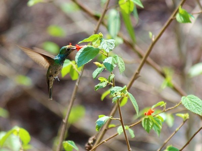 Honduran Emerald