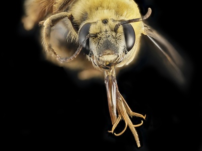 Honey bee (abeja melífera; Africanized hybrid)