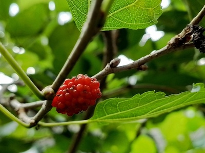Honeyberry / Local berries (various)