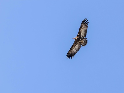Hooded Vulture