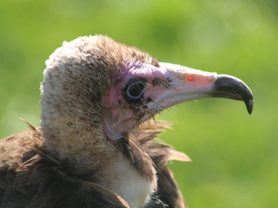 Hooded Vulture