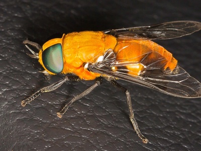Horse Fly