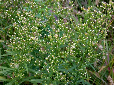 Horseweed