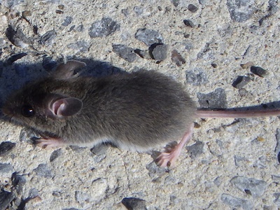 House mouse (ratón doméstico)