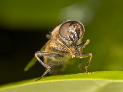Hoverfly