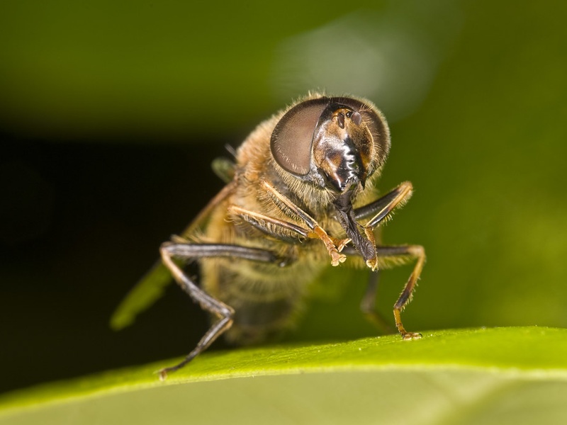 Forest Fly Insect Temperate Forest Insects List - Flora Fauna Fun