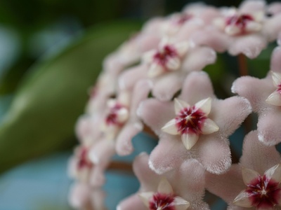 Hoya (Pink-variegated)