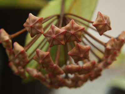 Hoya pubicalyx