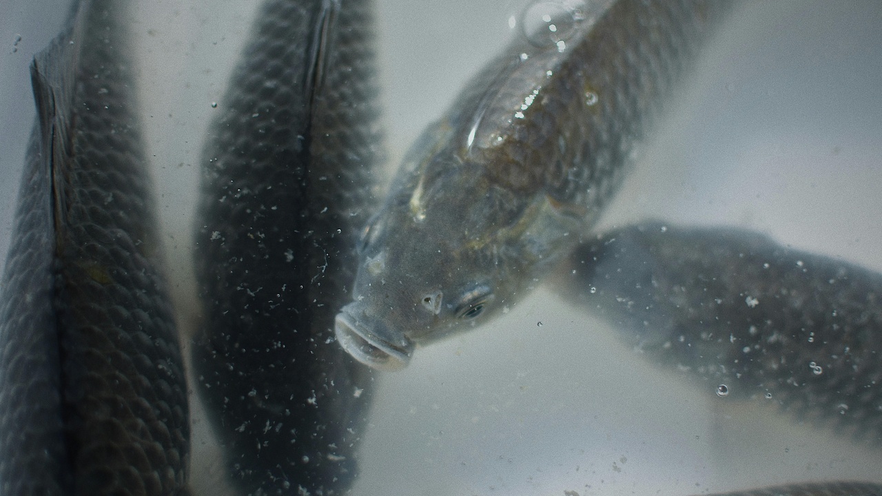 Researchers studying electric eels in the field and lab