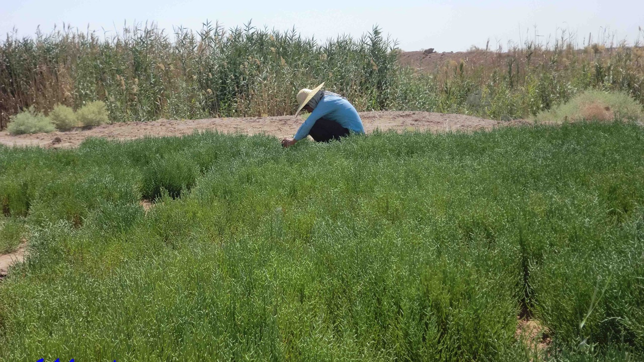 Rows of Salicornia in a commercial saline farm irrigated with brackish water