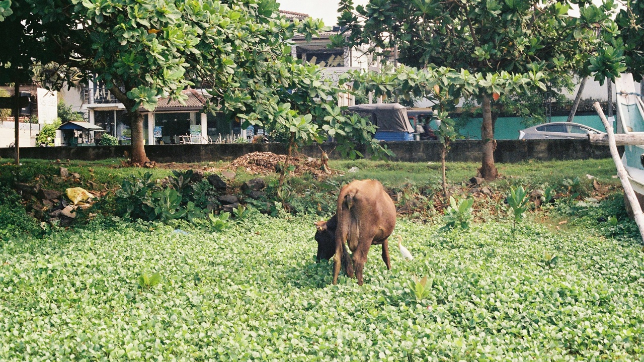 Cattle grazing on restored prairie near a protected reserve