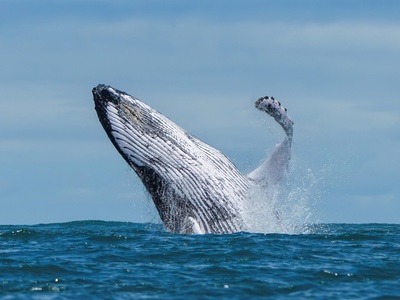 Humpback whale