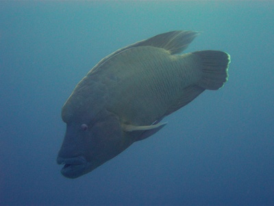 Humphead (Napoleon) wrasse