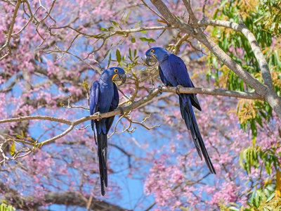 Hyacinth macaw