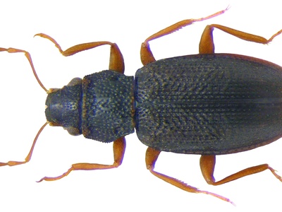 Hydraena riparia