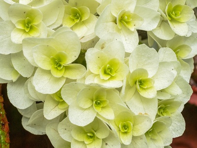 Hydrangea (Oakleaf)