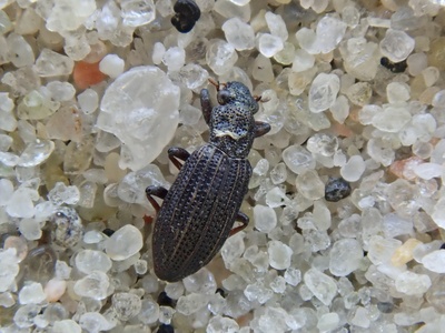 Hydrochus ignicollis