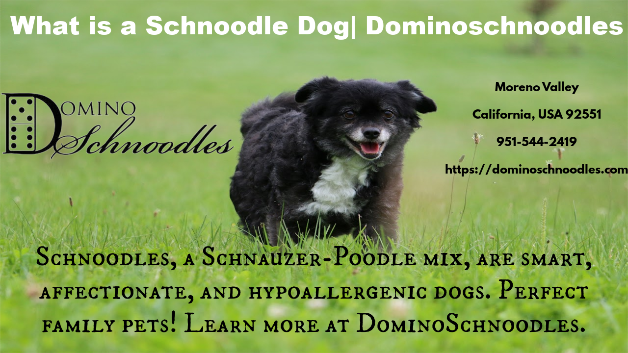 Hypoallergenic dogs like poodles playing with children