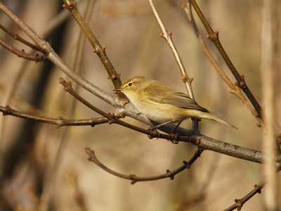 Iberian Chiffchaff