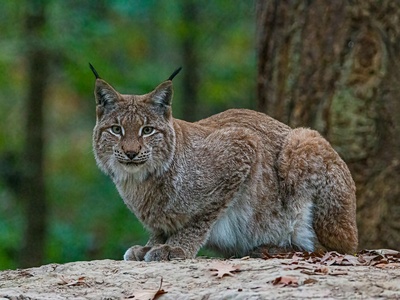 Iberian lynx