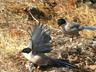 Iberian Magpie