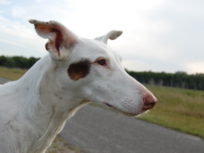 Ibizan Hound