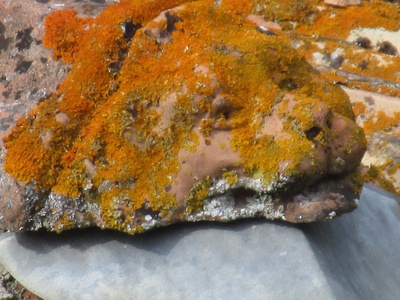 Iceland moss (reindeer lichen)