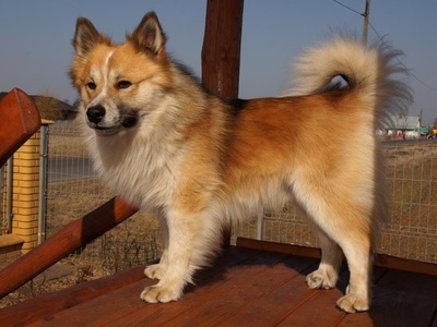 Icelandic Sheepdog