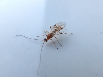 Ichneumon Wasp