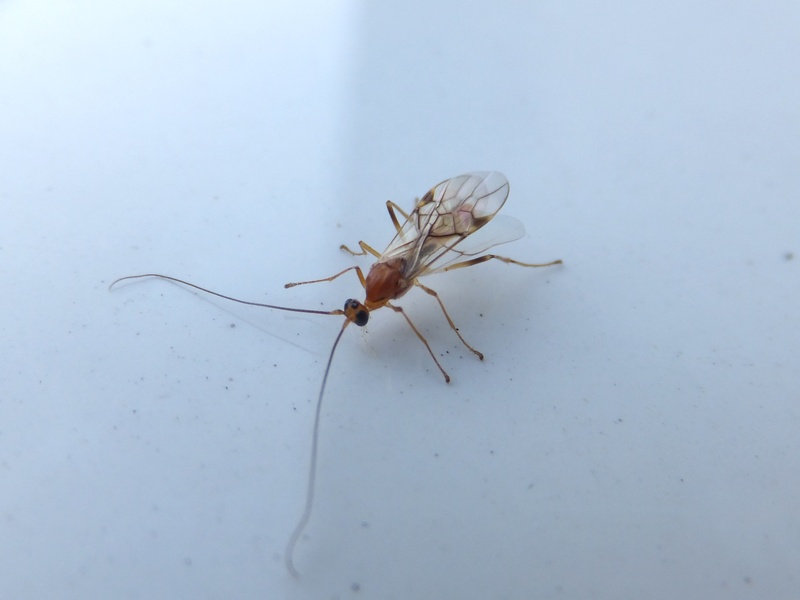 Temperate Forest Insects List - Flora Fauna Fun