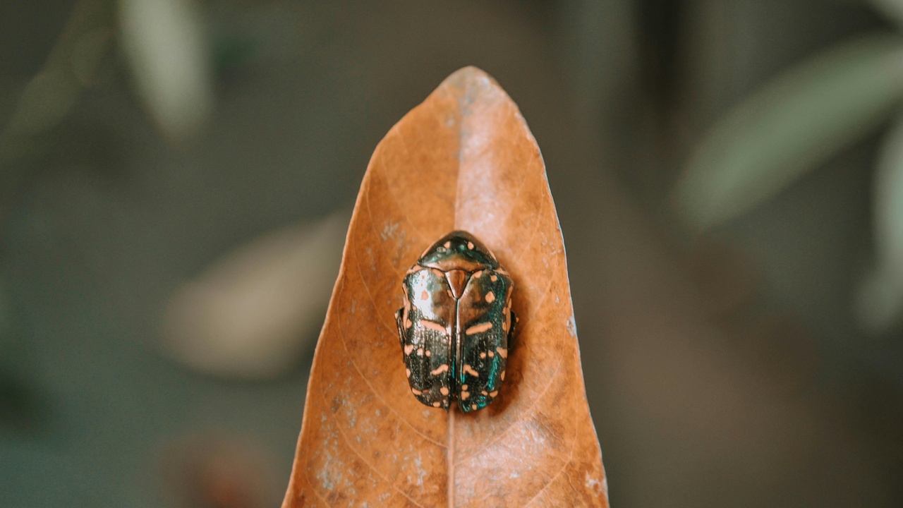 Museum display of culturally significant scarab and large beetle specimens