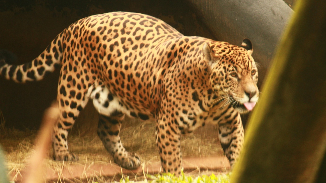 Jaguar and tapir habitat in Belize rainforest, representing iconic land mammals and Maya Mountains forest